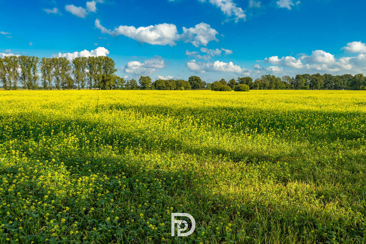 Rapsfeld in Schobrink – Verschiedene Schnappschüsse – 2026