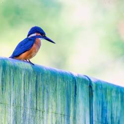 38 | Eisvogel auf der Huntebrücke