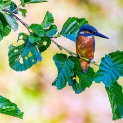 39 | Eisvogel an der Hunte