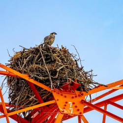 130 | Fischadler auf seinem Horst 