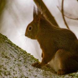 157 | Eichhörnchen im Winter