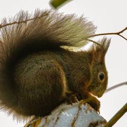 158 | Eichhörnchen im Winter