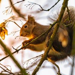 159 | Eichhörnchen im Winter