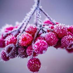 160 | Beeren mit Eiskristalle