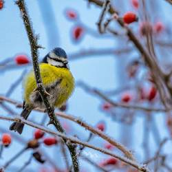 161 | Blaumeise im Winter