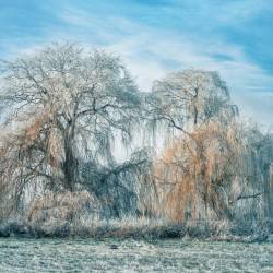 162 | Schneebedeckter Baum