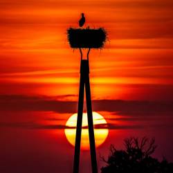 259 | Dustmühle - Storchennest im Sonnenuntergang