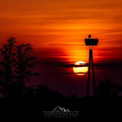 260 | Dustmühle - Storchennest im Sonnenuntergang