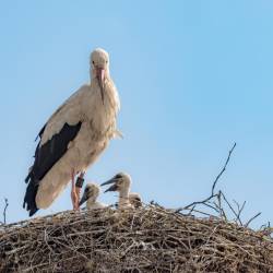 300 | Storchnest in Falkenhardt 