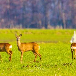 344 | Rehe auf einer Wiese