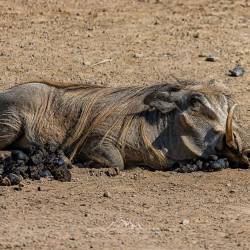 519 | Warzenschwein