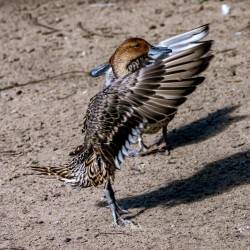 586 | Ente im Flügelschlag