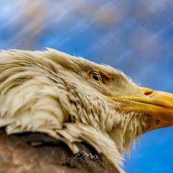 966 | Weißkopf-Seeadler