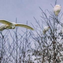 1224 | Silberreiher an der Hunte