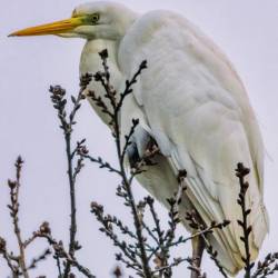 1227 | Silberreiher an der Hunte