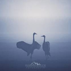 1494 | Kraniche im Nebel