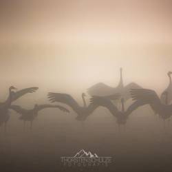 1497 | Kraniche im Nebel