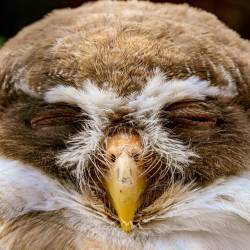 #1021 · Afrikanischer Waldkauz