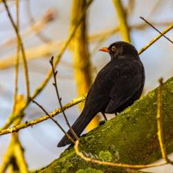 #211 · Amsel