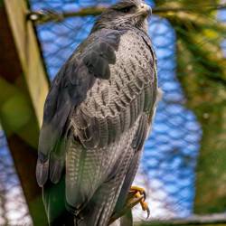 #969 · Andenbussard