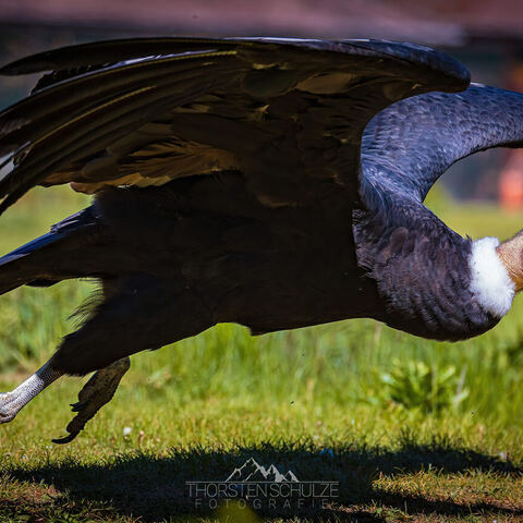 #1794 · Andenkondor