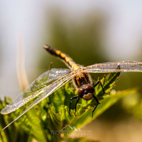 #2130 · Die arktische Mosaikjungfer