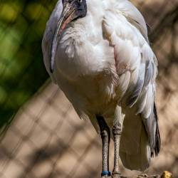 #993 · Australischer Ibis