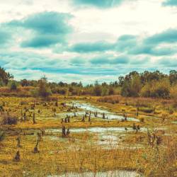 #1047 · Diepholzer Moor 2020