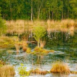 #1059 · Diepholzer Moor 2020