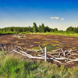 #1040 · Diepholzer Moor 2020