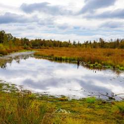 #1051 · Diepholzer Moor 2020