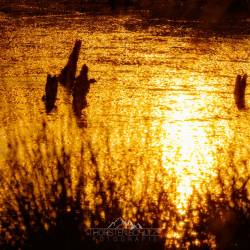 #1058 · Diepholzer Moor 2020