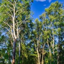 #1037 · Diepholzer Moor 2020