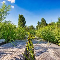 #1041 · Diepholzer Moor 2020