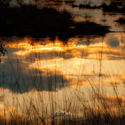 #1062 · Diepholzer Moor 2020