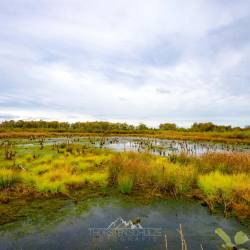 #1052 · Diepholzer Moor 2020