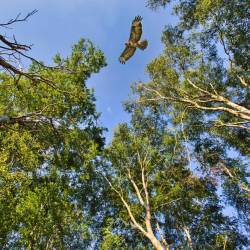 #1046 · Diepholzer Moor 2020