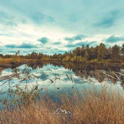 #1049 · Diepholzer Moor 2020