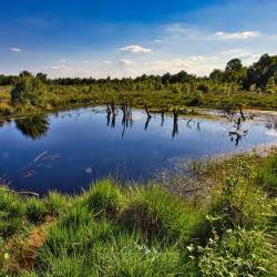 #1039 · Diepholzer Moor 2020