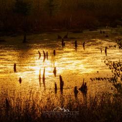 #1057 · Diepholzer Moor 2020