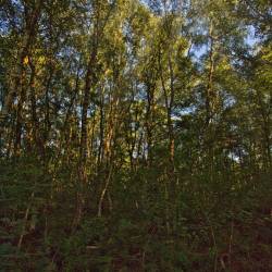 #1044 · Diepholzer Moor 2020