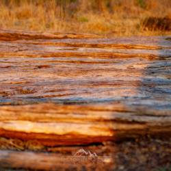 #1080 · Diepholzer Moor 2020