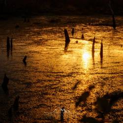 #1056 · Diepholzer Moor 2020