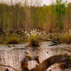 #1076 · Diepholzer Moor 2020