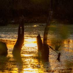 #1079 · Diepholzer Moor 2020