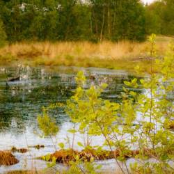 #1060 · Diepholzer Moor 2020