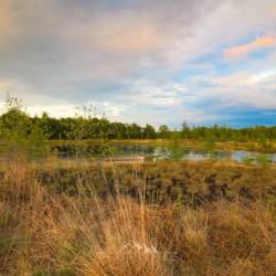 #1069 · Diepholzer Moor 2020