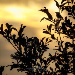 #1055 · Diepholzer Moor 2020