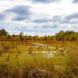 #1050 · Diepholzer Moor 2020