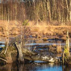 #1091 · Diepholzer Moor 2022